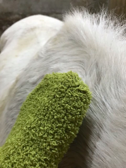 main qui nettoie le poil du cheval avec une chaussette